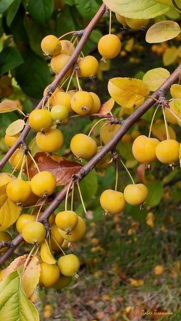 Осень в Сочинском Дендрарии