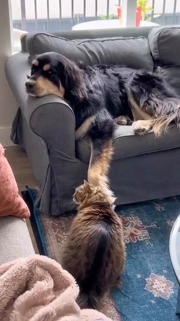 Погладь меня, погладь