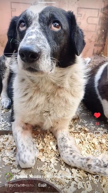 Валюша. Приют Бим, Омская обл, Азово. Ирина Усова и её 137 собак,в основном старые, слепые, инвалид