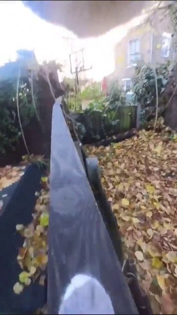 Кошачий паркур от первого лица