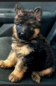 стрим по роблоксу