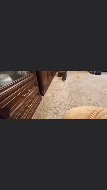 Куся и её игровой мячик