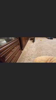 Куся и её игровой мячик