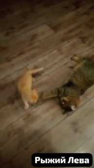 Новорожденный- самый лучший в мире ,которого бросили около магазина.И которого выкорми из соски Женя
