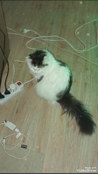 Мариуполь ⛵ вечер с моими 🐈🐈🐈🖥️🥛🌌✨