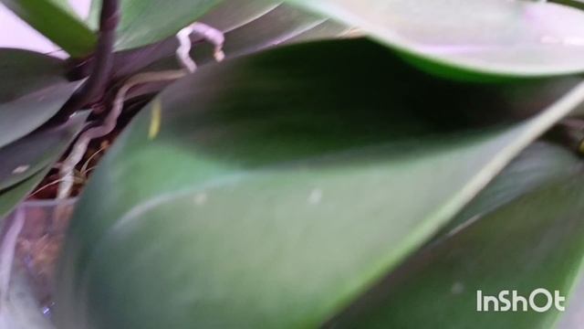 Целую кучу цветоносов растят мои любимые орхидейки 🤗
К новому году будет куча красоты! Обзор 🌺🌷🏵