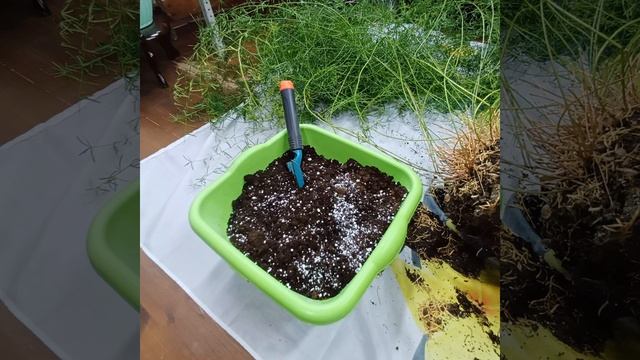 пересадка ОГРОМНОГО аспарагуса || жёстко режу корни у аспарагуса || аспарагус из 20-литрового кашпо