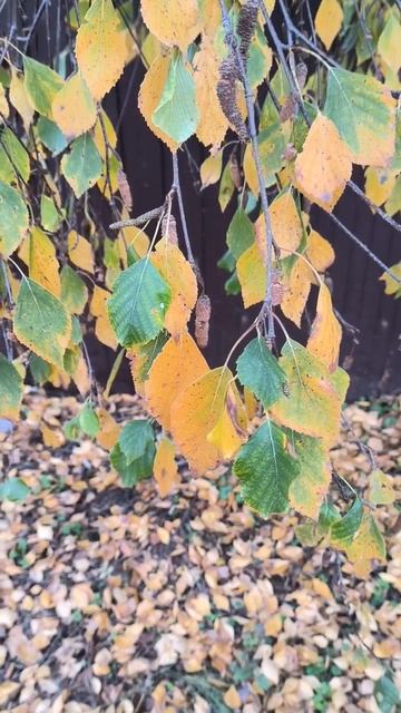 Желто-зеленые листья