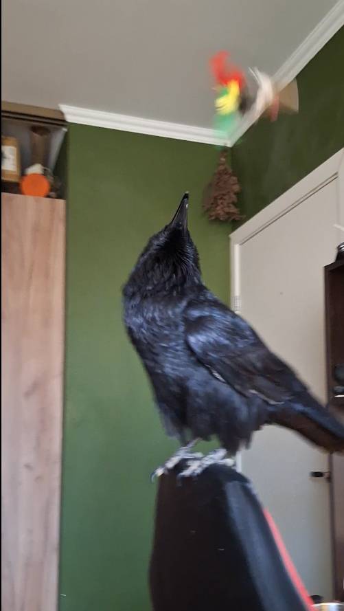 Ворон Тень и надоевшие мыши.