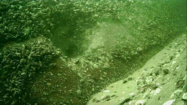 1000003155.mp4Волга гл.5м.19.10.2025г.