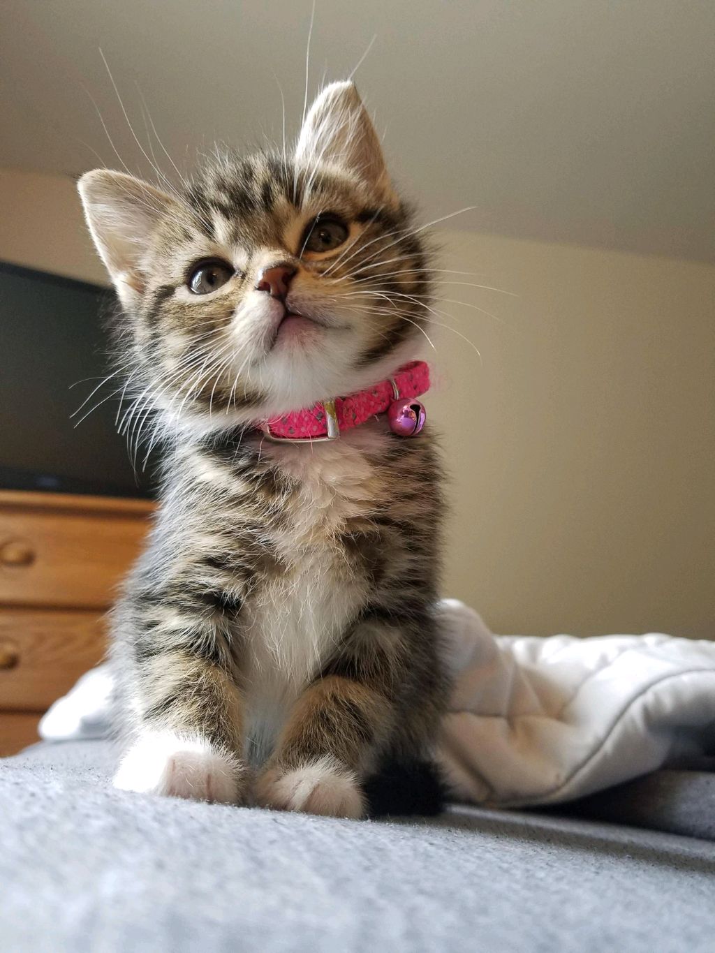 я далеаю котиков 🐱 ❤️