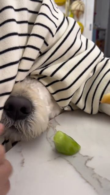 Обмануть не получилось