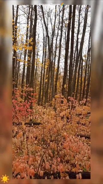 #обзор #моя #осенняя #прогулка #лес #кумыснаяполяна #саратов #осень2025год #листья #природа #эмоции