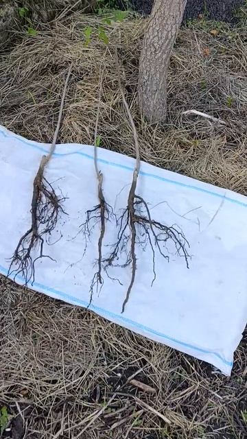 Хурма в Симферополе.Урожай и сила роста на пятый год.