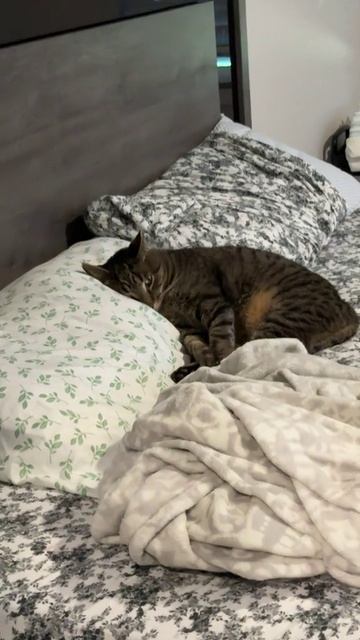 Мы тебя понимаем, кот