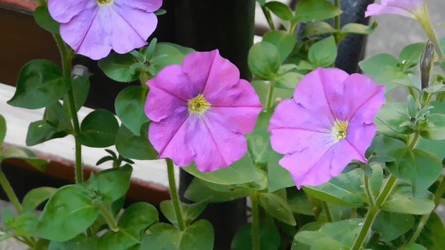 24=04=2025    ПРИРОДА    кэн    (16)