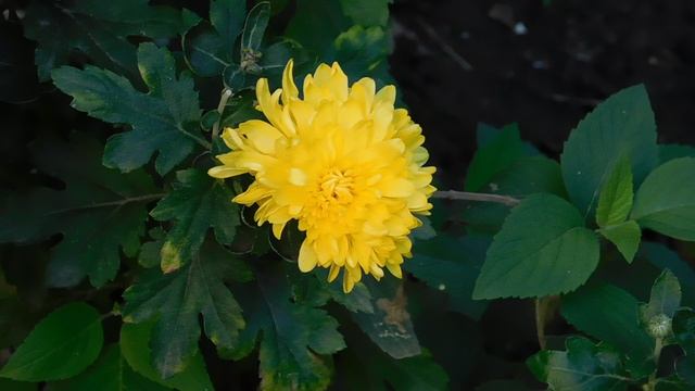 24=04=2025    ПРИРОДА    кэн    (14)