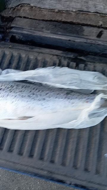 Хибины. река Белая. Кумжа. 🐠🐟🐠🐟🐠 20 октября.