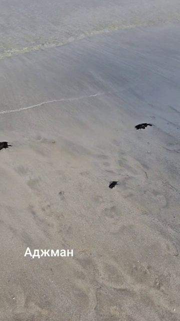 шикарный пляж Аджман #дубай #аджман #летимвотпуск #оаэ #летимвдубай