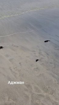 шикарный пляж Аджман #дубай #аджман #летимвотпуск #оаэ #летимвдубай