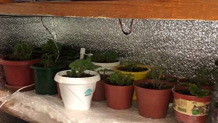 ХРАНЕНИЕ МАТОЧНИКОВ ПЕТУНИЙ И ДР. РАСТЕНИЙ ЗИМОЙ.