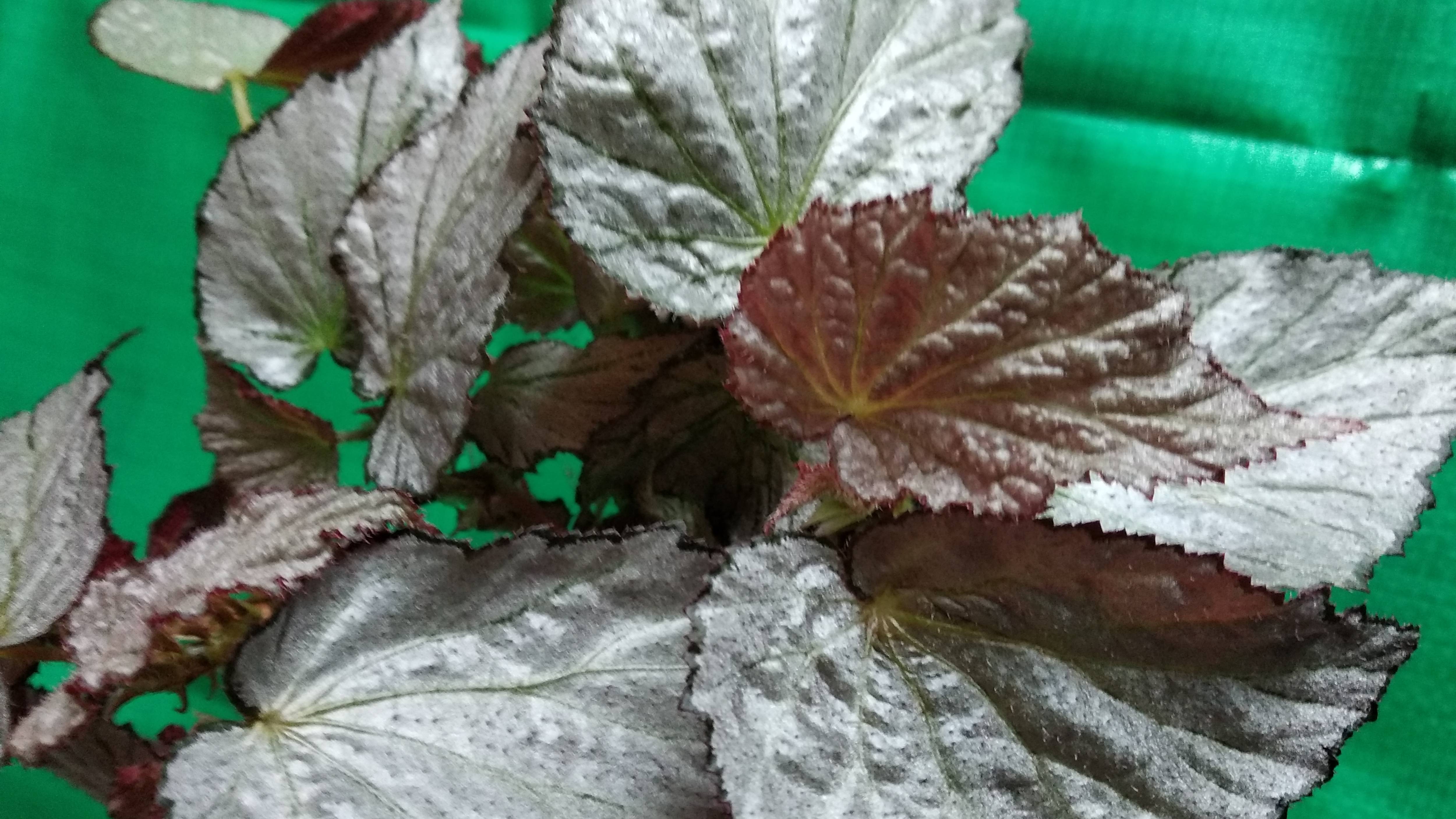 посадка черенков бегонии и пересадка эписции