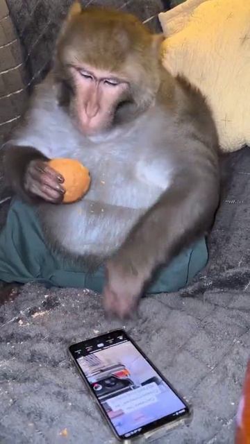 Перед сном посмотреть видосики и спать👍