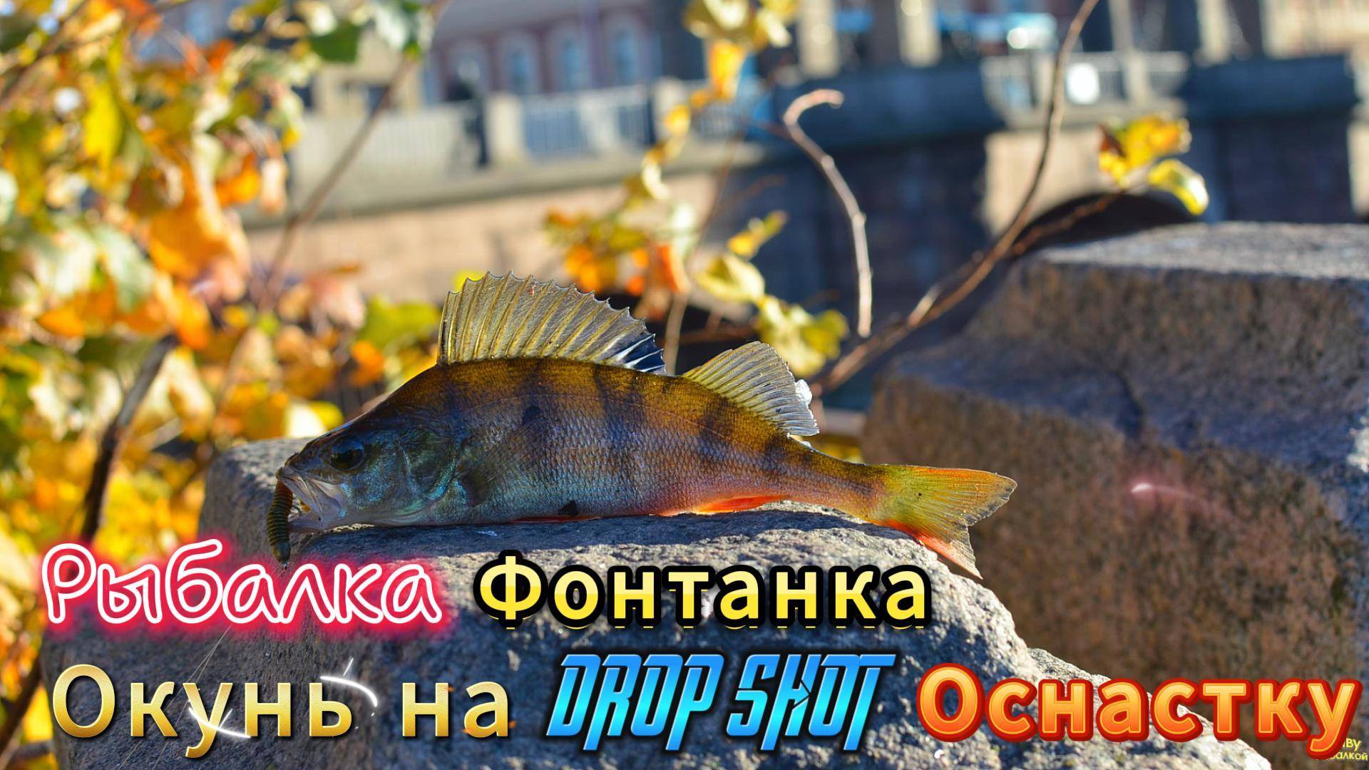 ОСНАСТКА ДРОПШОТ НА ОКУНЯ ФОНТАНКА РЫБАЛКА ПО РЕКАМ СПБ ОСЕННИЕ ПРИМАНКИ ЦВЕТА И РАЗМЕРЫ ПРИМАНОК