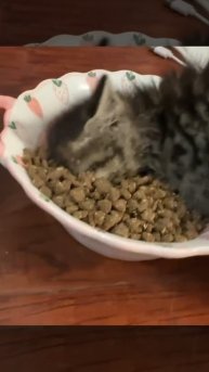 Жрать-машина