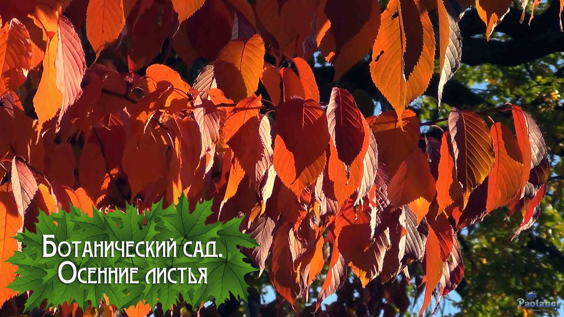 Ботанический сад. Осенние листья (2025)