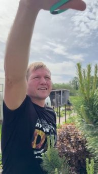 Стрижка сосен, чтобы были пышные