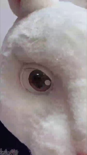 Ростовая кукла Кролик