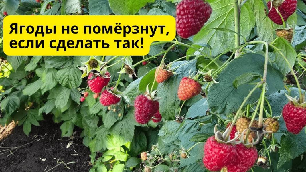 Как спасти урожай ремонтантной малины от заморозков! Простой способ/