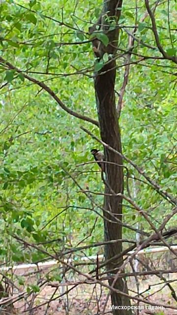 Дятел на кордоне Грушевая поляна. Ялта Крым 🍎 #searuss #мисхорскаягавань