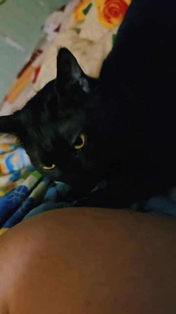 Личный грумер: Кошка-умывака 🛁 #кошкаумывает
#кошачьялюбовь
#забота
#милота
#домашнийпитомец
#