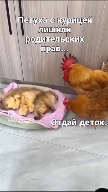 сбежали из дома