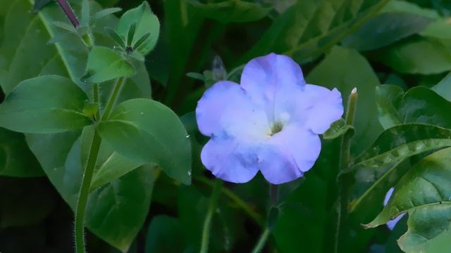 24=04=2025    ПРИРОДА    кэн    (17)