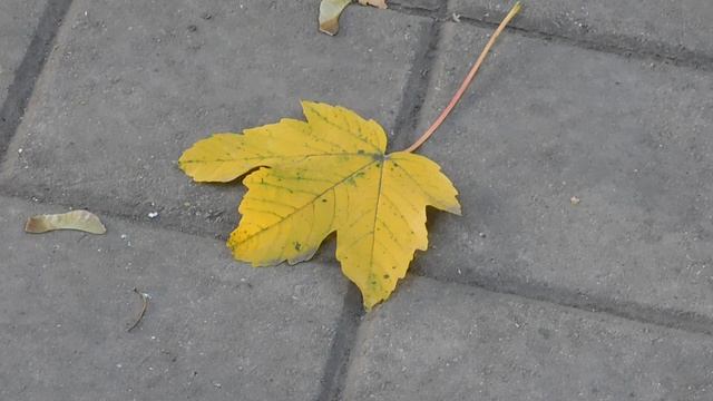 24=04=2025 ПРИРОДА кэн (8)