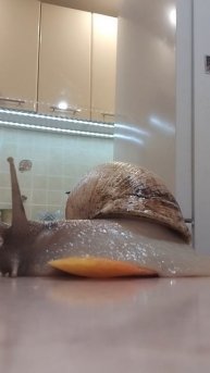 улитка гигант ахатина