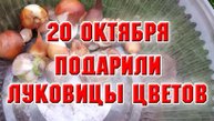 20 октября. Мне дали луковицы цветов, надо их посадить