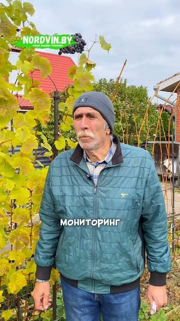 Когда обрезать виноград? #виноградосенью #работынавинограднике #виноградвбеларуси