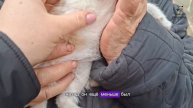 Бабе Наде подкинули маленького трехлапого котенка. Помочь⬇️