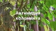 Актинидия коломикта - витаминная бомба!