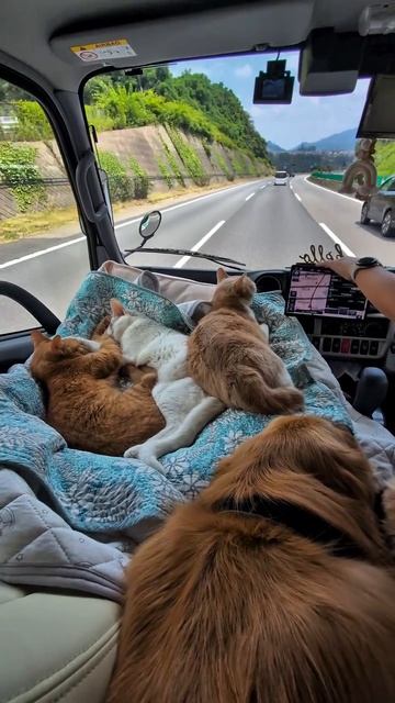 Путешествуем с бандой