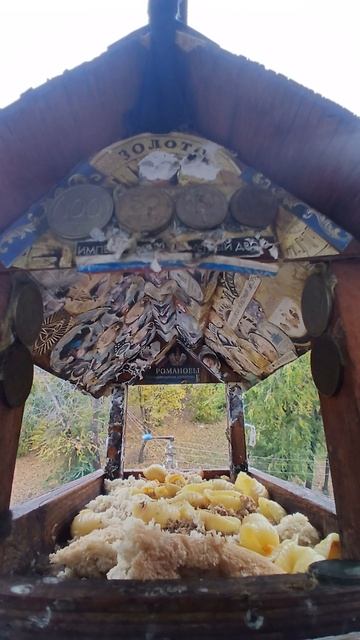 1000003514.mp4Жизнь кормушки.20.10.2025г.