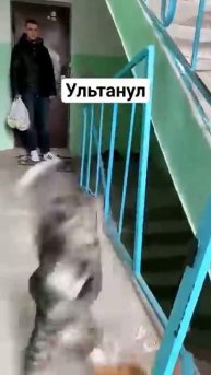 кот психанул🤣🤣🤣