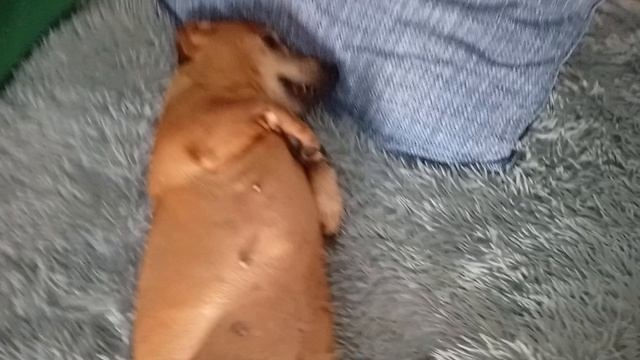 1000007459.mp4Таксуля - красотуля