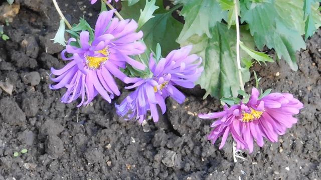 24=04=2025    ПРИРОДА    кэн    (15)