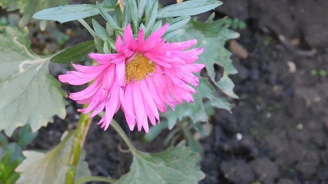 24=04=2025 ПРИРОДА кэн (13)