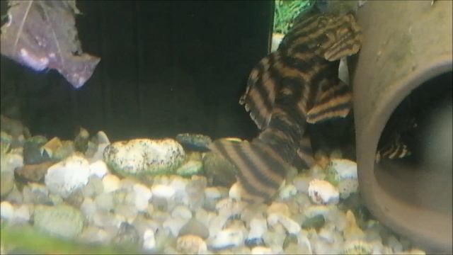 Купил 3 самки номерных сомов L 397